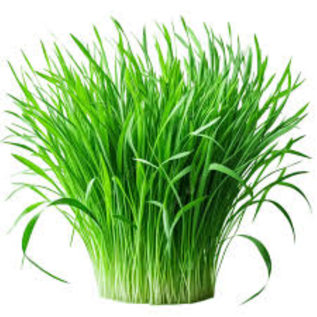 FRESH WHEAT GRASS
